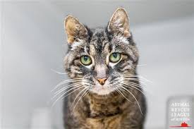 Before you go to the shelter, create a special spot in your home to make kitty feel. This 19 Year Old Cat Was Abandoned But Found A New Home In Time For The Holidays Boston Com