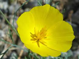 Image result for Eschscholzia