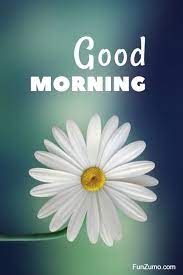 Where flower blooms so does hope. 35 Best Good Morning Flowers Images Funzumo