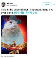 We bet you didn't think that chipmunks belonged to this group of animals, but oh, these itty bitty chipmunks are about to prove you wrong. Cowboy Cat Captain Marvel Cats Know Your Meme