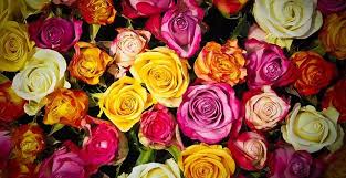 Oggi è il novantesimo compleanno di dario fo. Quante E Quali Rose Regalare Vetrinaregali It
