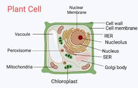 They take the chemical energy in food and turn into energy that the cell can use to do its work. Draw A Diagram Of A Plant Cell And Label At Least Eight Class 11 Biology Cbse