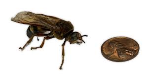 Like most wasps, they can. Virtual Zoo Cicada Killer Wasp Haven Metrology