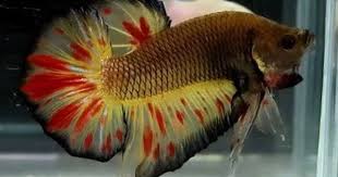 Pin By Erkan Uckun On Beta Splandens Betta Fish Tank Betta Fish Types Betta