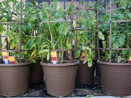How To Grow Tomatoes In Containers Growing Tomato Plants How To Grow Tomatoes In Containers Tips For Growing Tomatoes