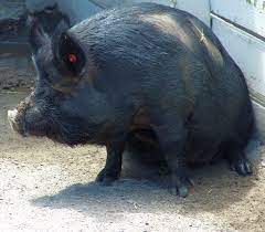 Hog Google Search Pig Breeds Sheep Pig Domestic Pig
