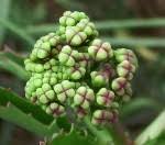 Image result for Cyphostemma heterotrichum