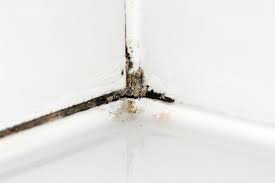 Follow this guide to remove mold and keep it away from your home. How To Clean Mold From Plastic Shower Walls