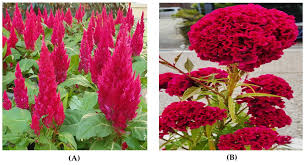 Image result for Celosia argentea