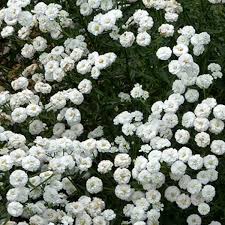 Image result for Aneilema petersii