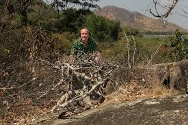 Image result for Fockea multiflora