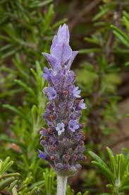 Image result for Lavandula dentata