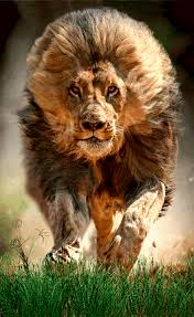 gif descoberto por iriska descubra e salve suas proprias imagens e videos no we heart it pet lion cute wild animals lion images