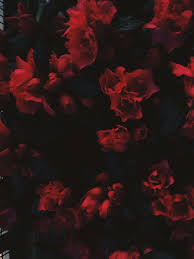Aesthetic Black And Red Rose Wallpaper Grunge Red Roses Flowers Red Aesthetic Red Aesthetic Grunge Aesthetic Wallpapers