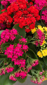 Give us a visit today! Flowering Kalanchoe Video Video Container Gardening Flowers Container Plants Plants
