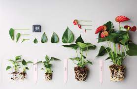 We did not find results for: How To Prune An Anthurium Pot Plant A Few Tips