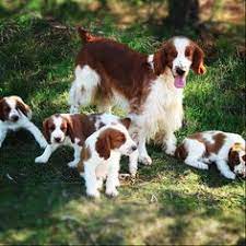We did not find results for: Gundogs