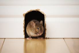 You can trust alpha omega pest control to help get rid of your unwanted pests for good. Pest Control Animal Trapping Termite Mosquito Treatment Ants Burleson Tx