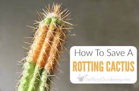 Cacti plants with severe brown burns have permanent damage, and there is nothing you can do it is also good to mention that some cacti plants should never be exposed to full sunlight all day. How To Save A Rotting Cactus Plant Get Busy Gardening