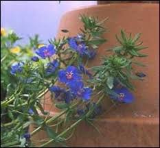 Image result for Anagallis elegantula