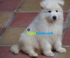 We did not find results for: White Shiloh Shepherd Puppy Dog Kennel