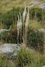 Image result for Drimia calcarata