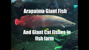 Visit To A Fish Farm In Pasir Ris Singapore With Giant Arapaima Fish Main Land Tropical Fish Farm Youtube