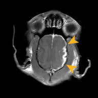 Image result for cuterebriasis in dogs