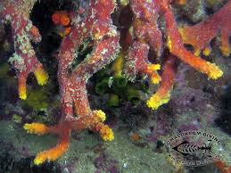 Image result for Kotschya ochreata