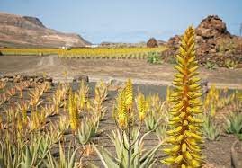 ¿todos los aloe vera florecen? Flor De Aloe Vera