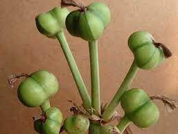 Propagating An Amaryllis Amaryllis Plant Amaryllis Bulbs Amaryllis