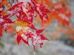 週末絶景 美しい紅葉の便り shumatsu zekkei utsukushi kōyō no tayori akhir pekan yang menakjubkan berita daun merah yang cantik http weathernews jp s topics 201610 300