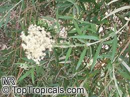 Image result for Buddleja saligna