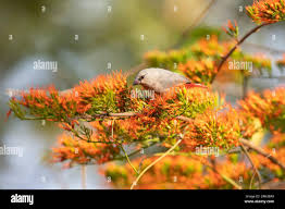 Image result for Combretum paniculatum