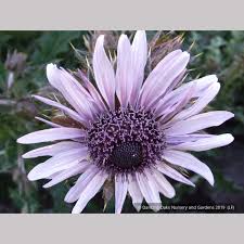 Image result for Berkheya