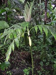 Image result for Pearsonia aristata