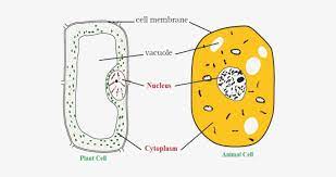 Unlike the eukaryotic cells of plants and fungi, animal cells do not have a cell wall. As Showing In Image Is A Plant Cell And Animal Cell Animal Cell And Plant Cell Class 8 522x353 Png Download Pngkit