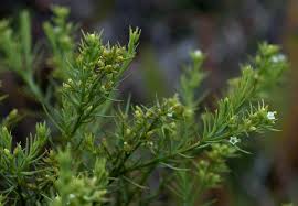 Image result for Thesium whyteanum