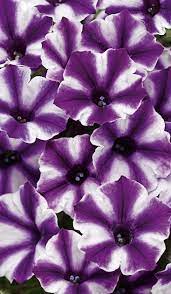 Supertunia Mini Vista Violet Star Petunia Hybrid Petunias Beautiful Flowers Purple Flowers