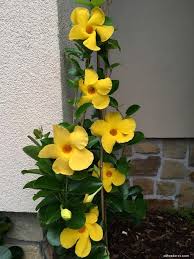 Image result for dipladenie žlutá obrázek