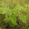 There are 29 species of physalis found in the united states in 2012 according to the usda plants database. 1