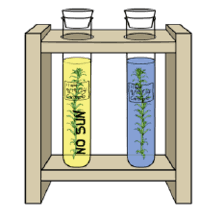Distance between points in 2d.js. Photosynthesis And Cellular Respiration Quiz Quizizz