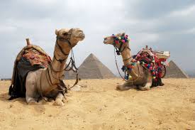 Red pyramid behind the bent pyramid, dahshur, egypt. Camel Rides At Giza Pyramid In Cairo Times Of India Travel