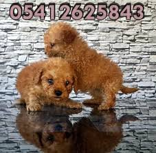 Toy Poodle Fiyatlari Oyuncak Kanis Poodle Kopek