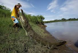 We did not find results for: Costa Rica Man Pictured Kissing Crocodiles For Boat Load Of Tourists Mirror Online