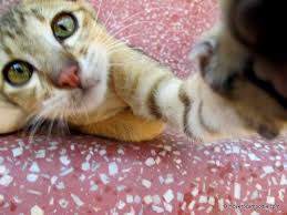 Justanswer.com has been visited by 100k+ users in the past month Happy Pets Veterinary Clinic Archives Move To Cambodia