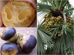 Areca catechu species of palm tree has many common names such as betel palm, indian nut and areca palm. Pin On Fruits Of Bangladesh
