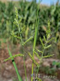 Image result for Echinochloa oryzoides