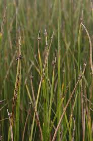 Image result for Schoenoplectus sp.no.3