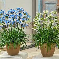 Pin On 2019 2020 Bulb Seed Plant Additions